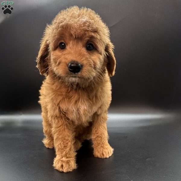 Zeus, Mini Goldendoodle Puppy